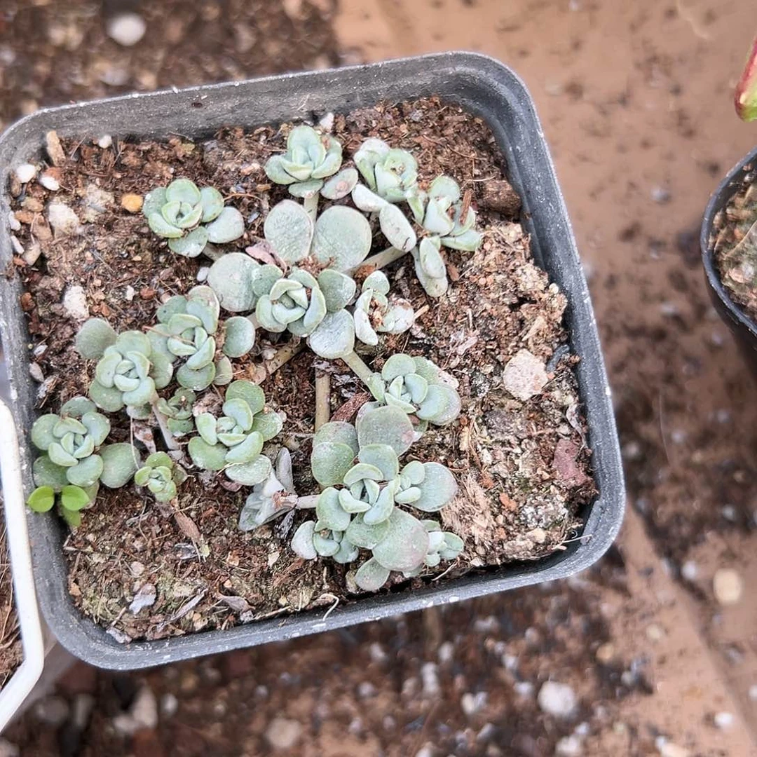 多肉植物多肉植物