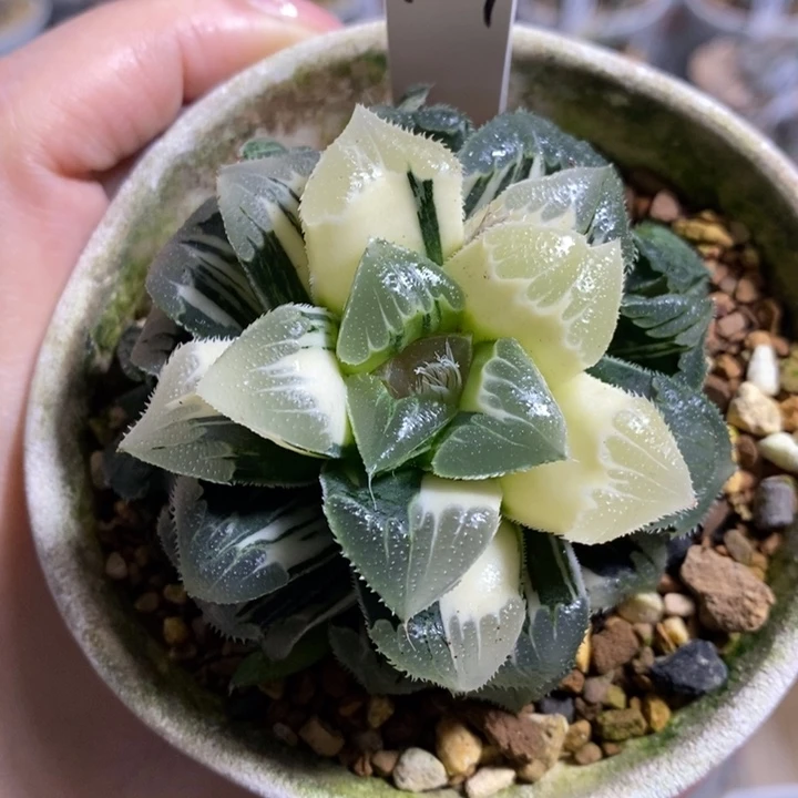 芷寿锦母本111111111
