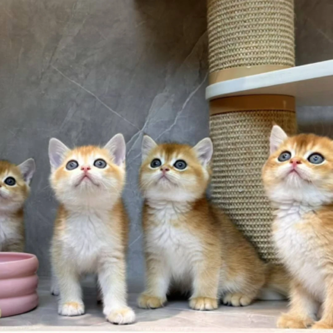 全品种宠物猫咪预选，挑自己喜欢的的毛孩子