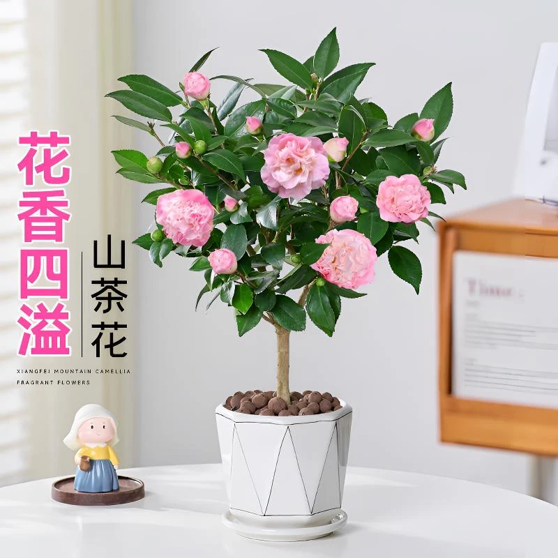 香妃茶花树苗盆栽植物室内阳台山茶花苗好养易活花卉盆栽绿植盆景