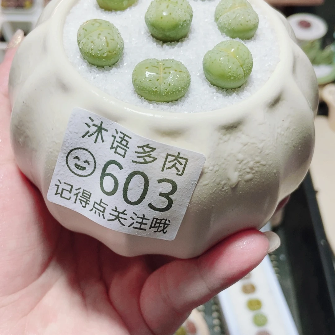 一物一拍 所见即所得 603