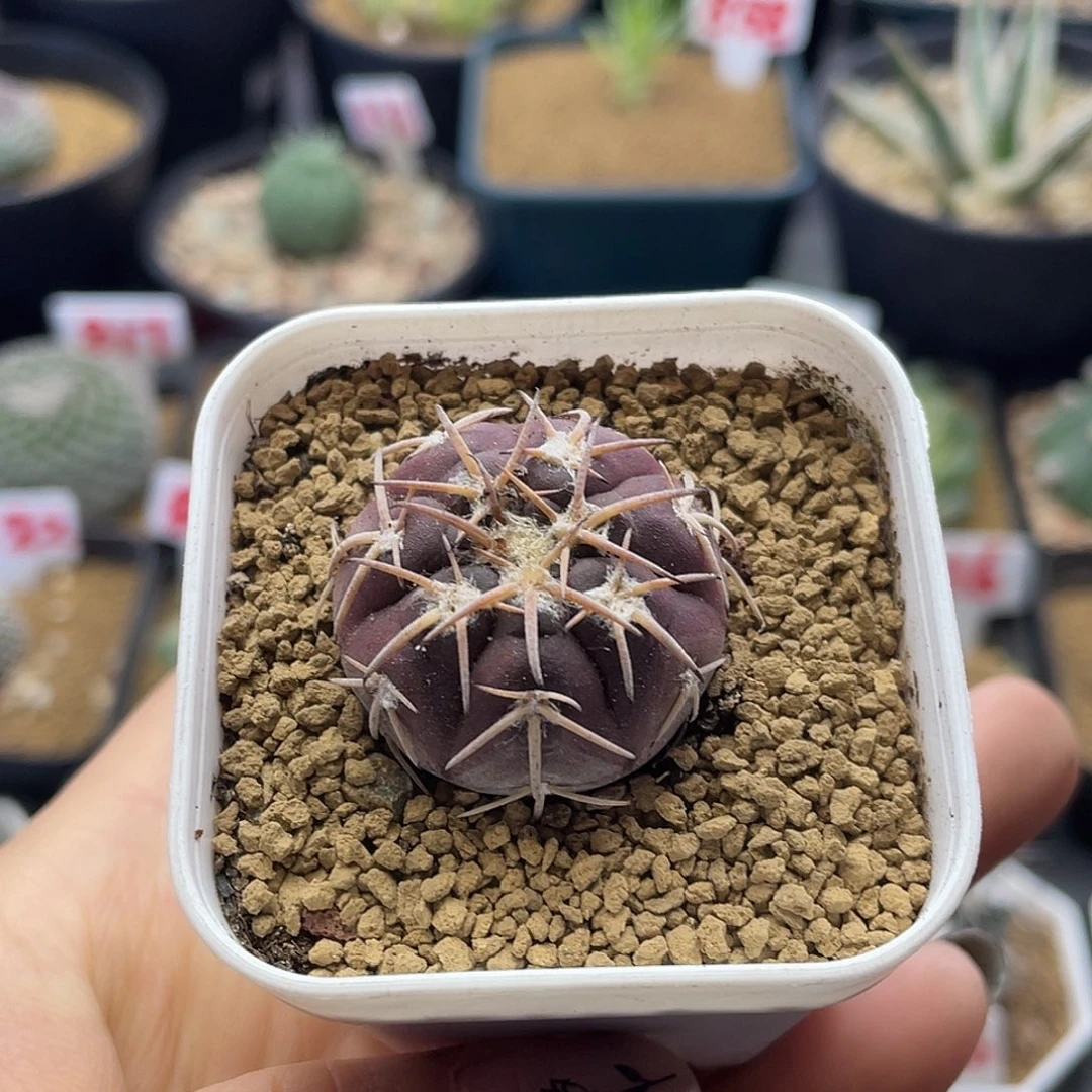 实生紫皮趴刺天平仙人球多肉