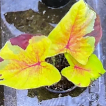 橘**水109-0513落日彩叶芋泰国发货