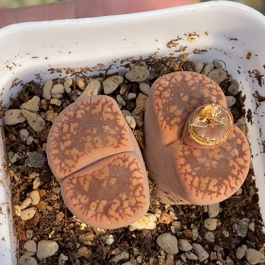 0114 双头日轮玉带盆土