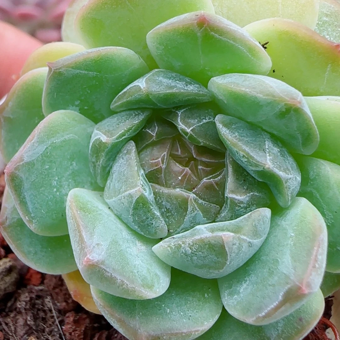 花语逸镜1007-226溏心珍妮