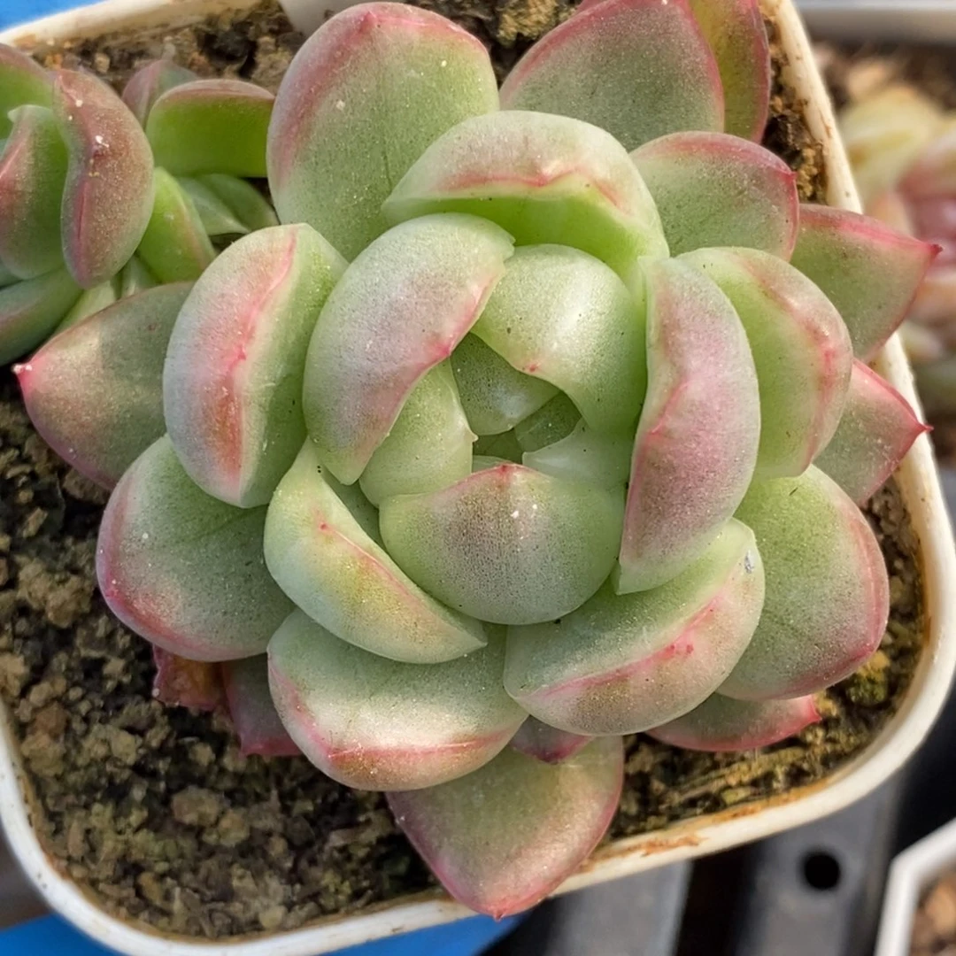 奶*芙331东篱下多肉植物盆栽