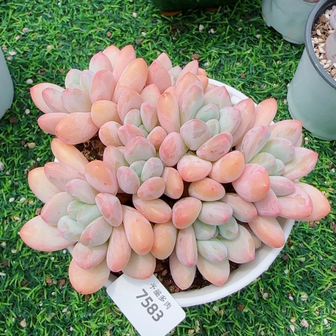 香水无砍，7583多肉植物