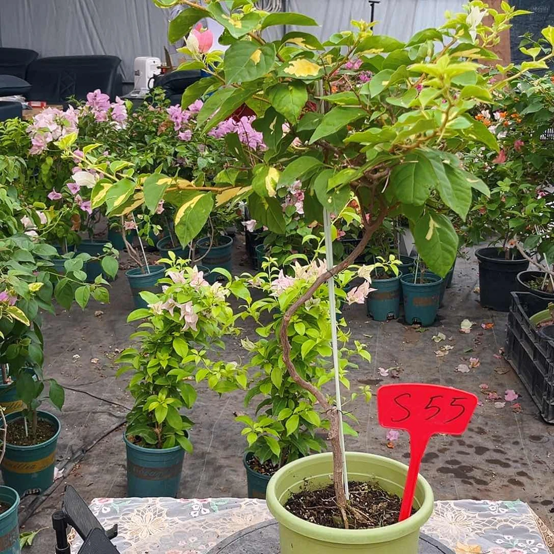 当前无花栽培后可以开花攸*攸s55金心橙白棒棒糖一颗