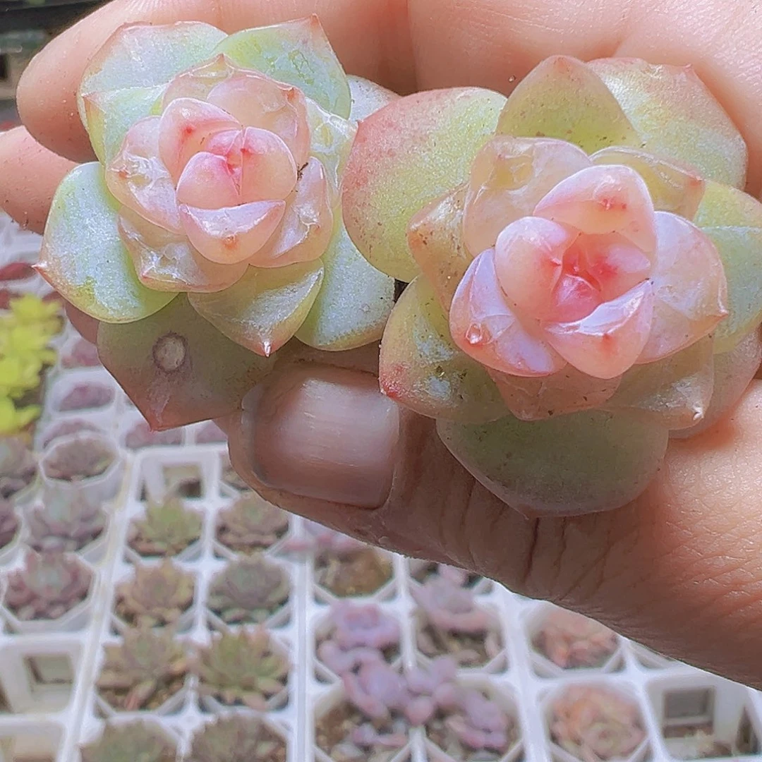 繁星珍妮5个19包邮多肉植物