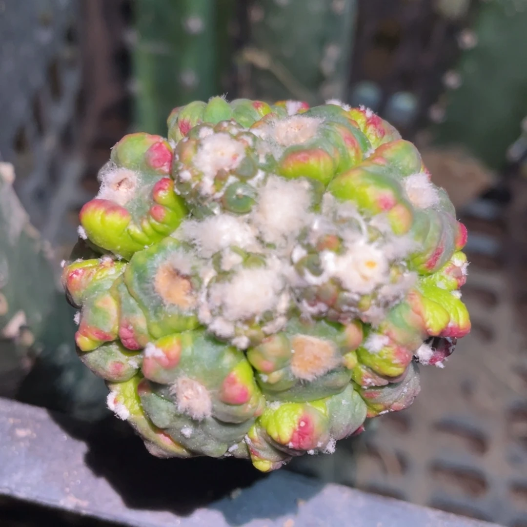 无花朵花斑悟空兜锦006