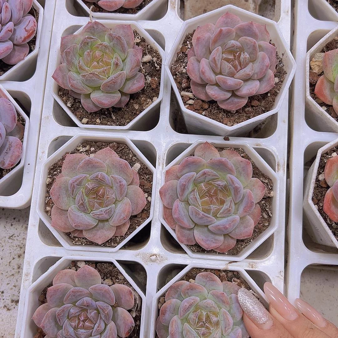 溏心珍妮粉19包邮