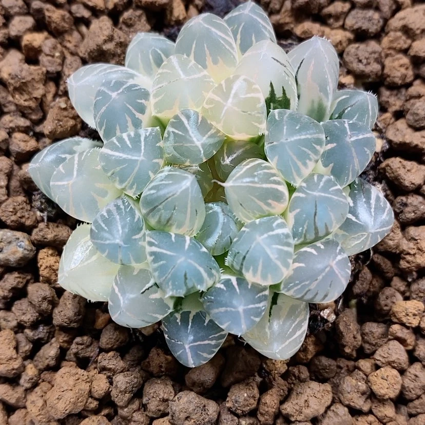 【闪购商品】43霓虹灯玉露锦