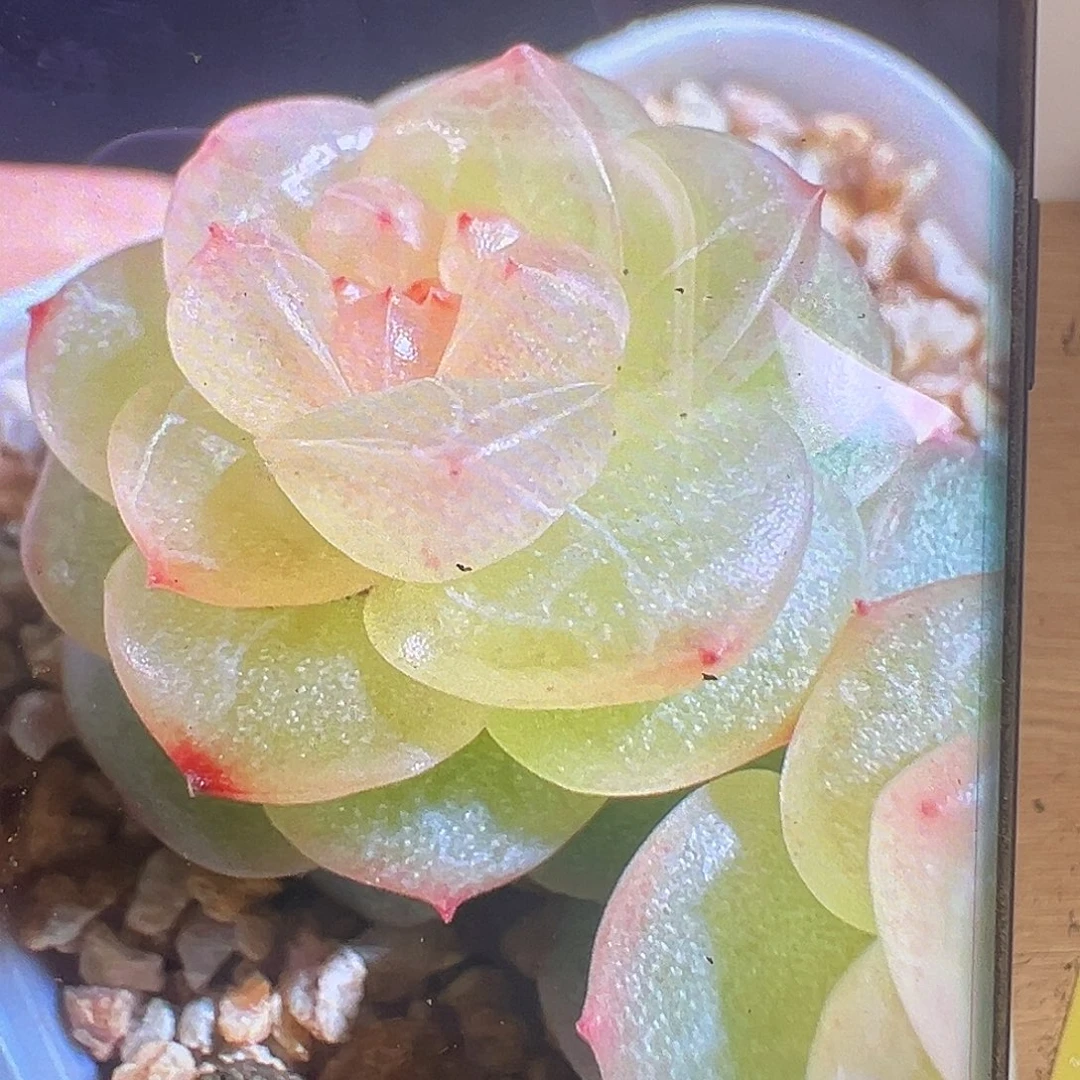 风花雪月新品Bl54状态图