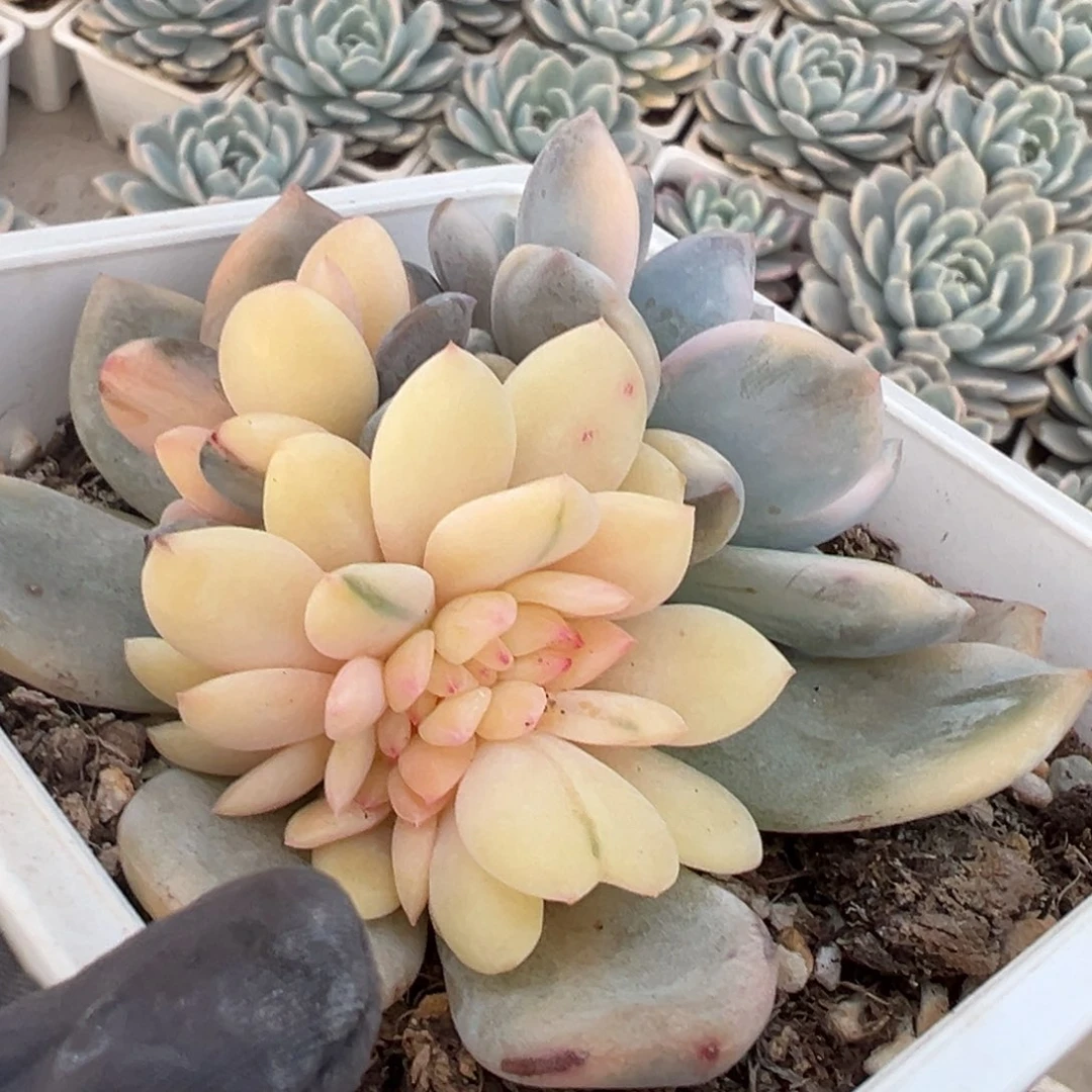 橙梦露锦底座，带全锦缀化头