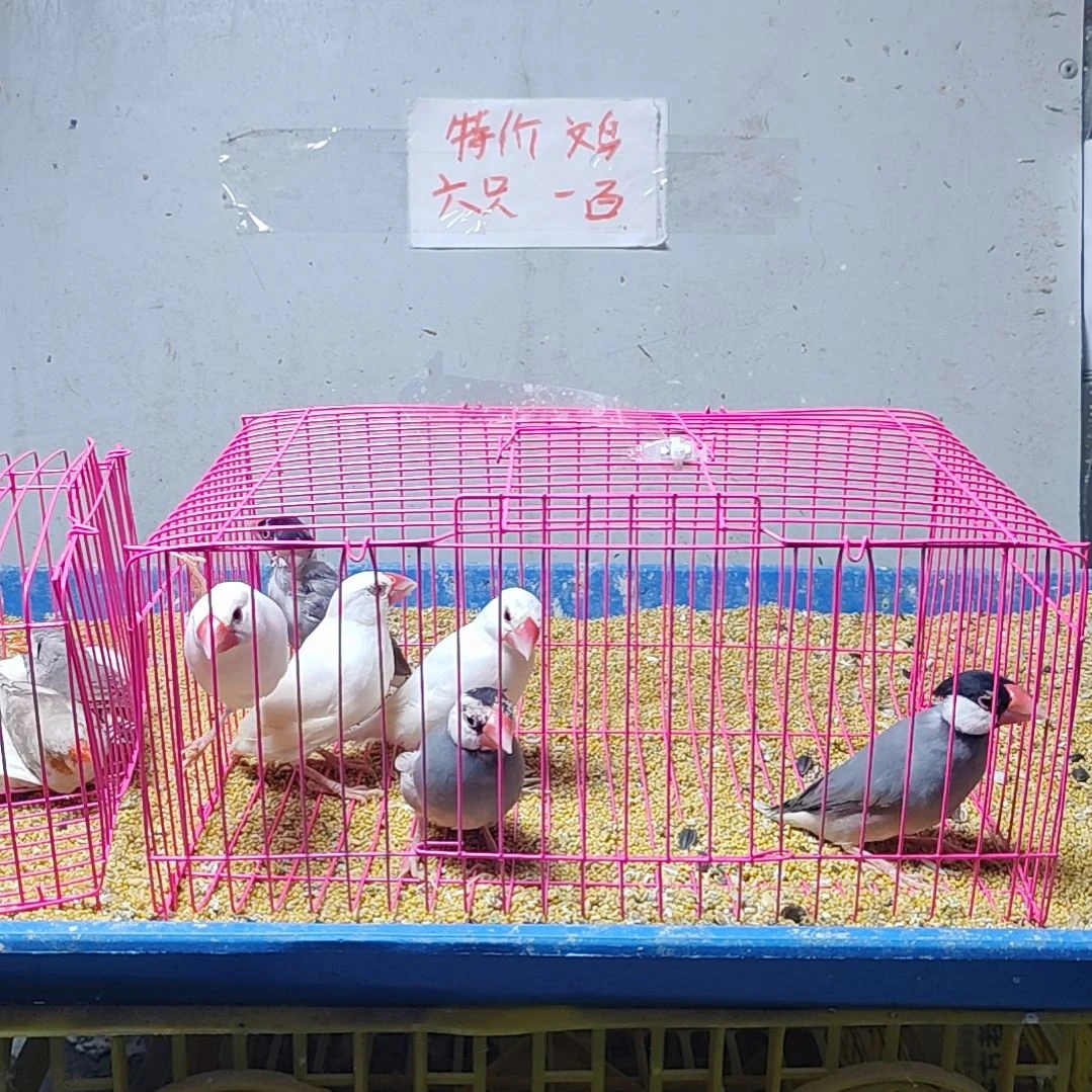 忠***文鸟特价文鸟断尾少毛爪子有瑕疵六只