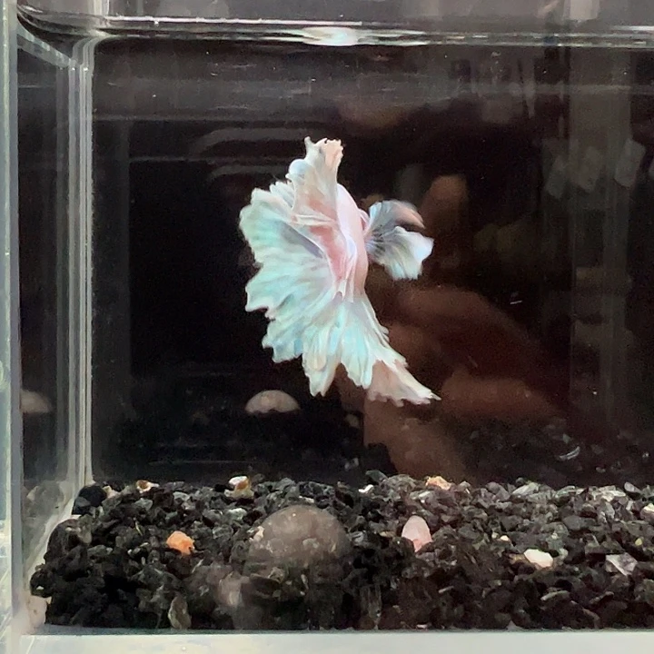 斗鱼跑單拉黑27日24