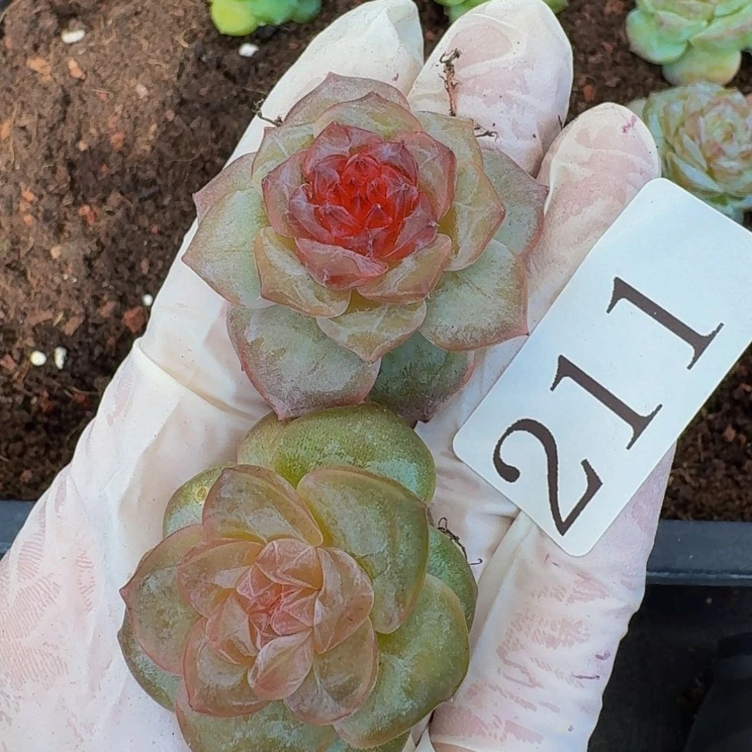 唐***糖多肉植物多肉植物211