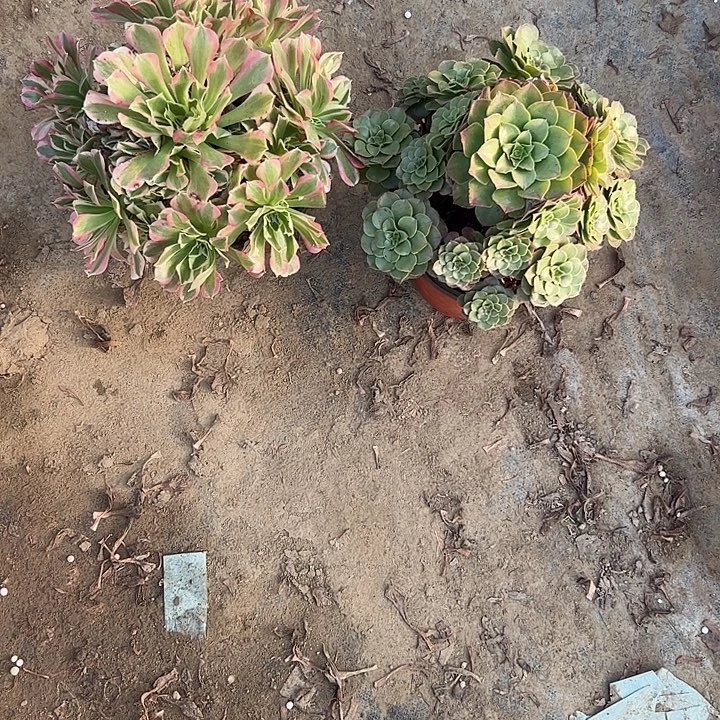 不包侧枝一物一拍78