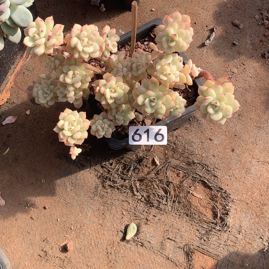 616 一物一拍多肉