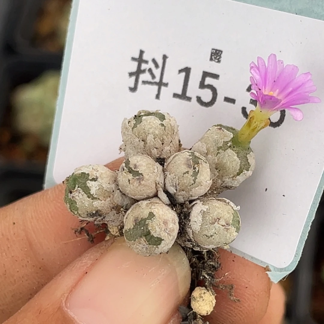 15-36肉锥多肉植物