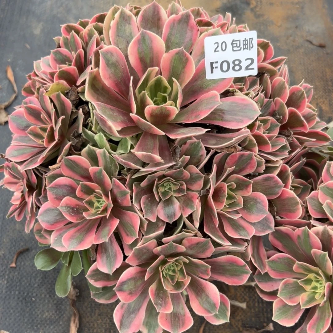 082女妖，多肉法师