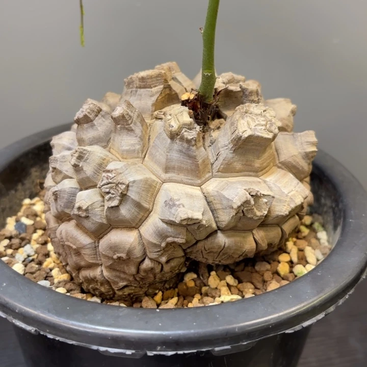 4 号日系南非龟甲龙