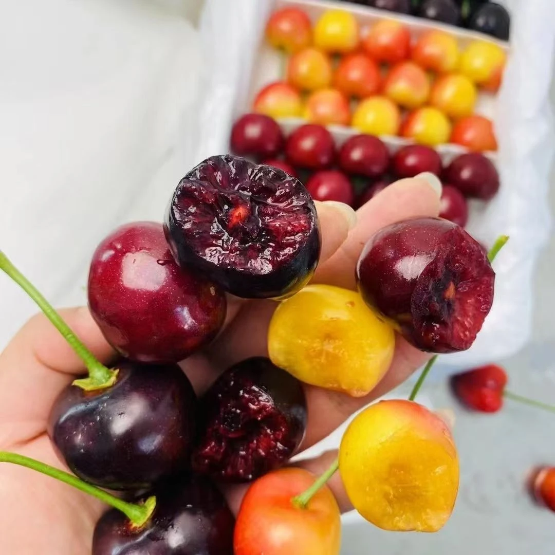 t大连樱桃J红紫双拼大果（美早/沙蜜托）加5个黄樱桃3斤装陆地新鲜现摘产地直发（顺丰次日达）大连美早/沙蜜托
