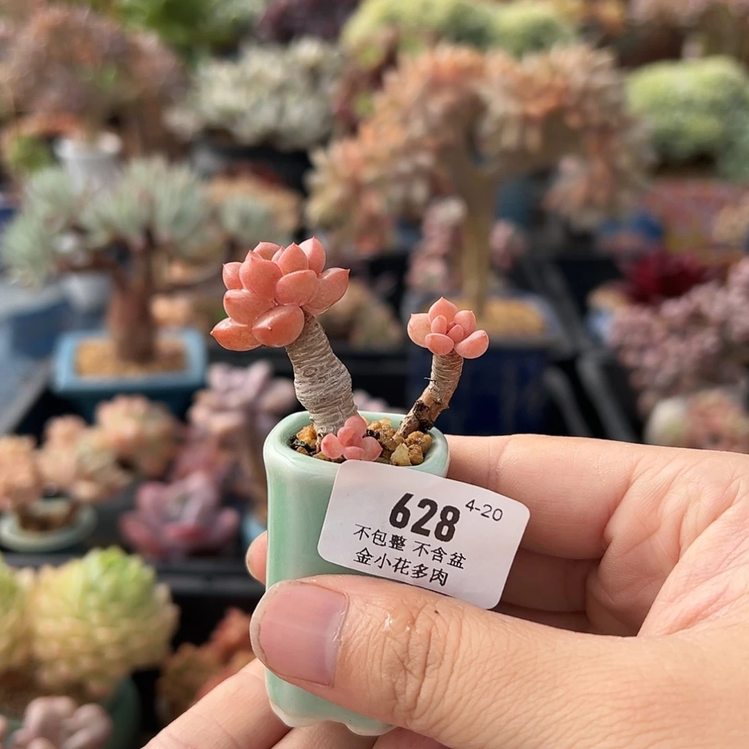 橙****)628         多肉