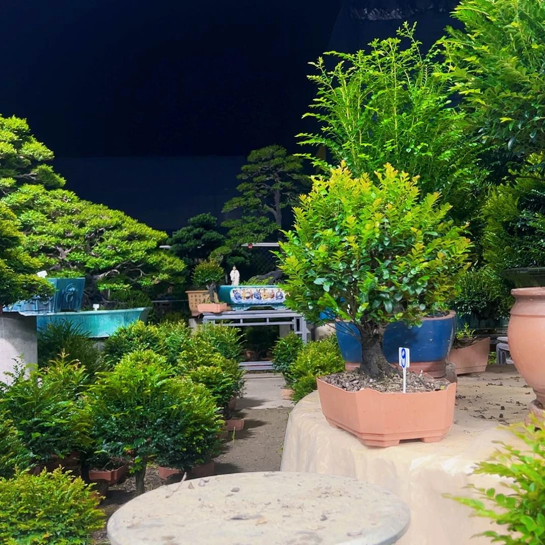 无花朵往*.12345678