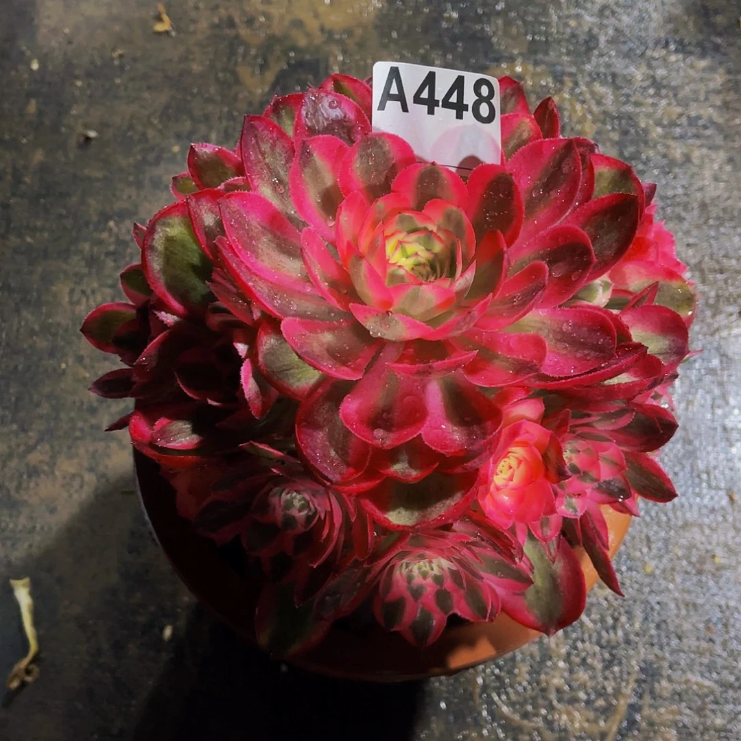 早****.倾城448福利出了