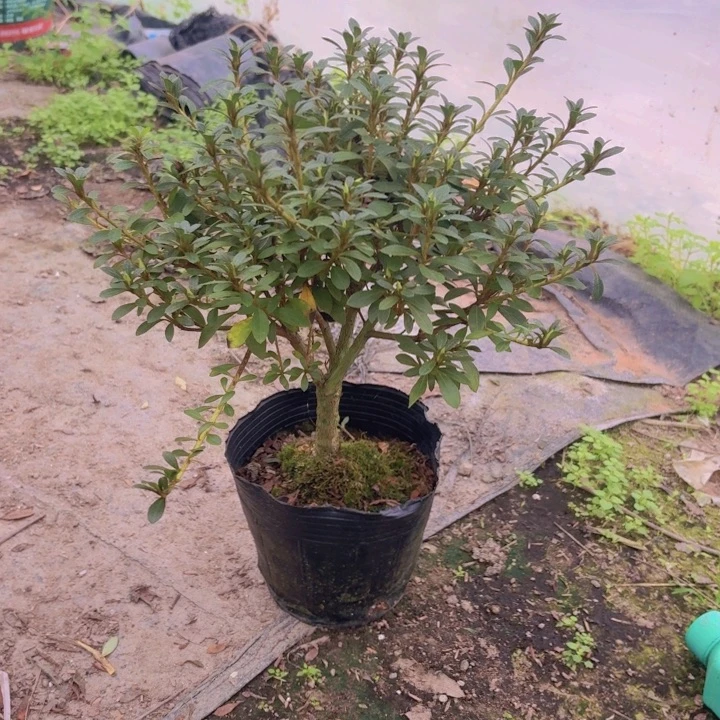 完全开放莹杜鹃花