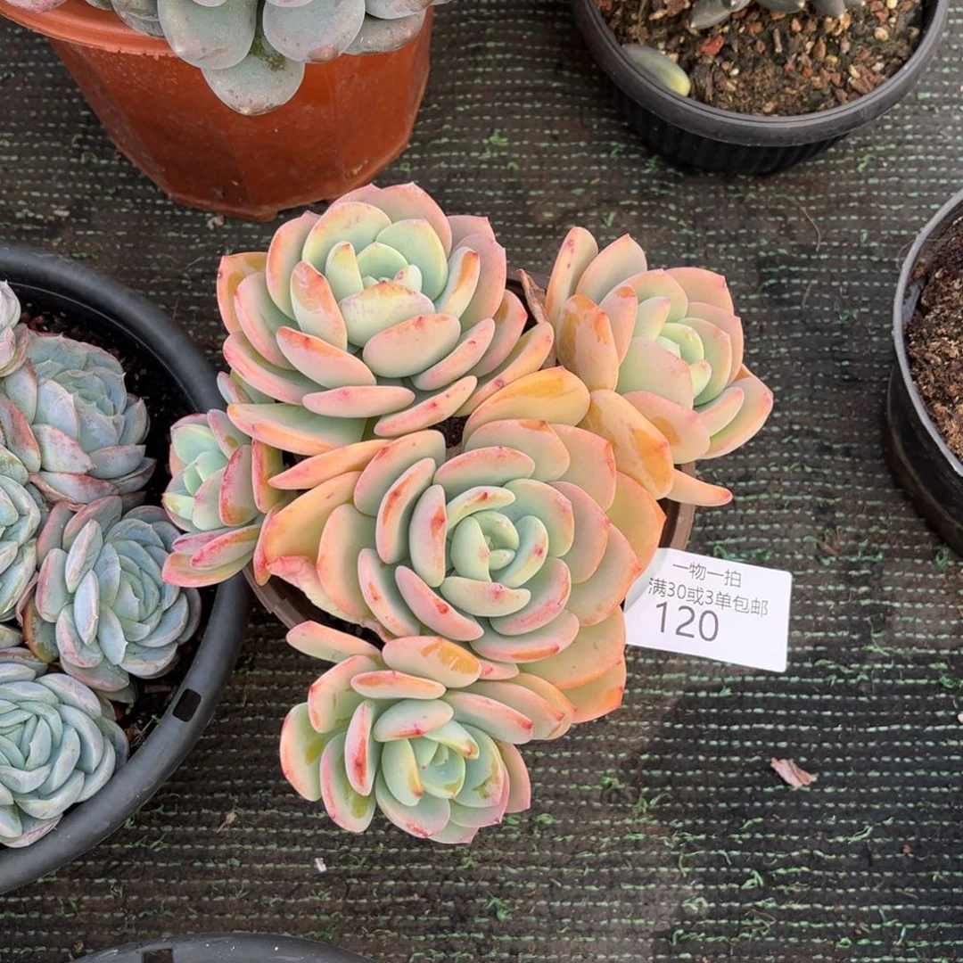 120白月光多肉植物……