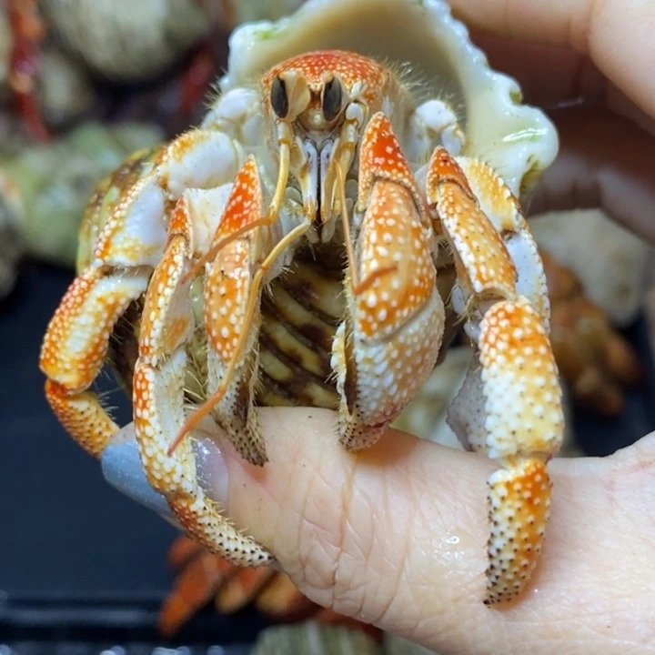 2.4口径橘黄毛球一只