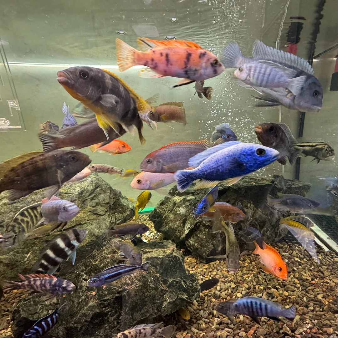 【松比西O公】三湖慈鲷观赏鱼