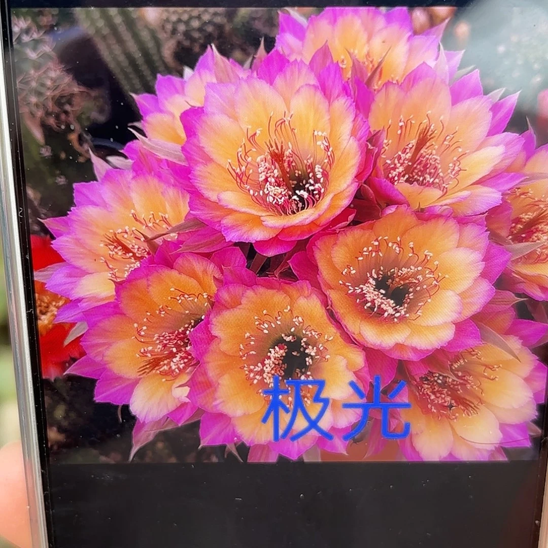 极光丽花20包邮仙人球