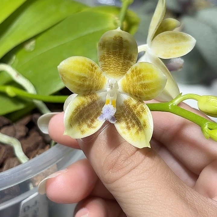 大部分花苞少量开放爪哇交蓝贝