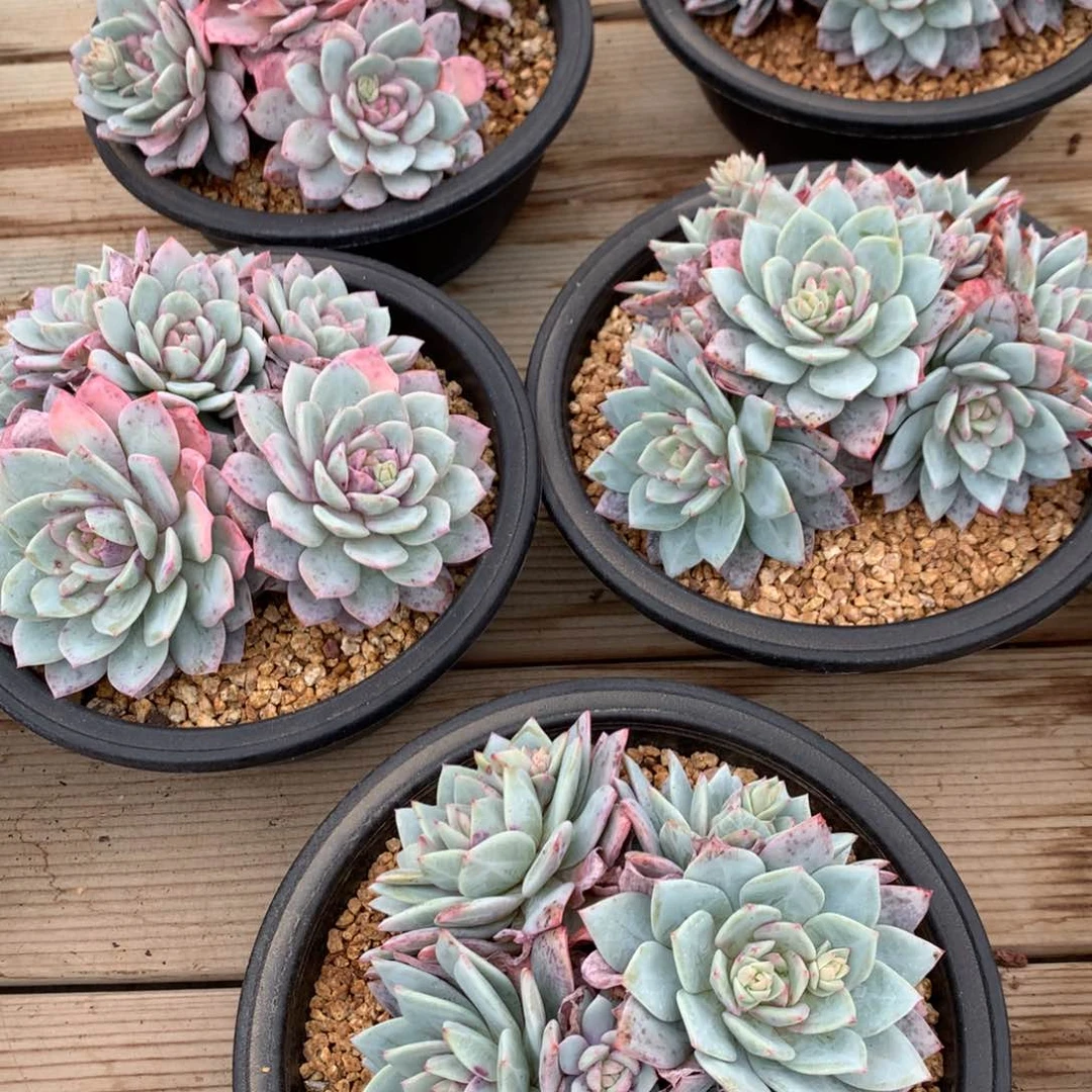 戴露露朵朵随机多肉.售后签收起7天内录视频