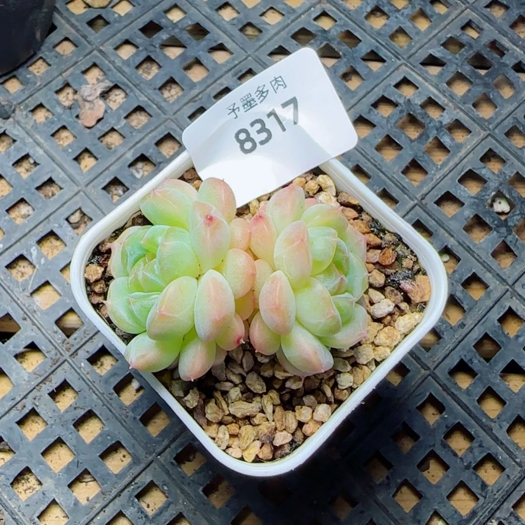 冷翠，8317多肉植物