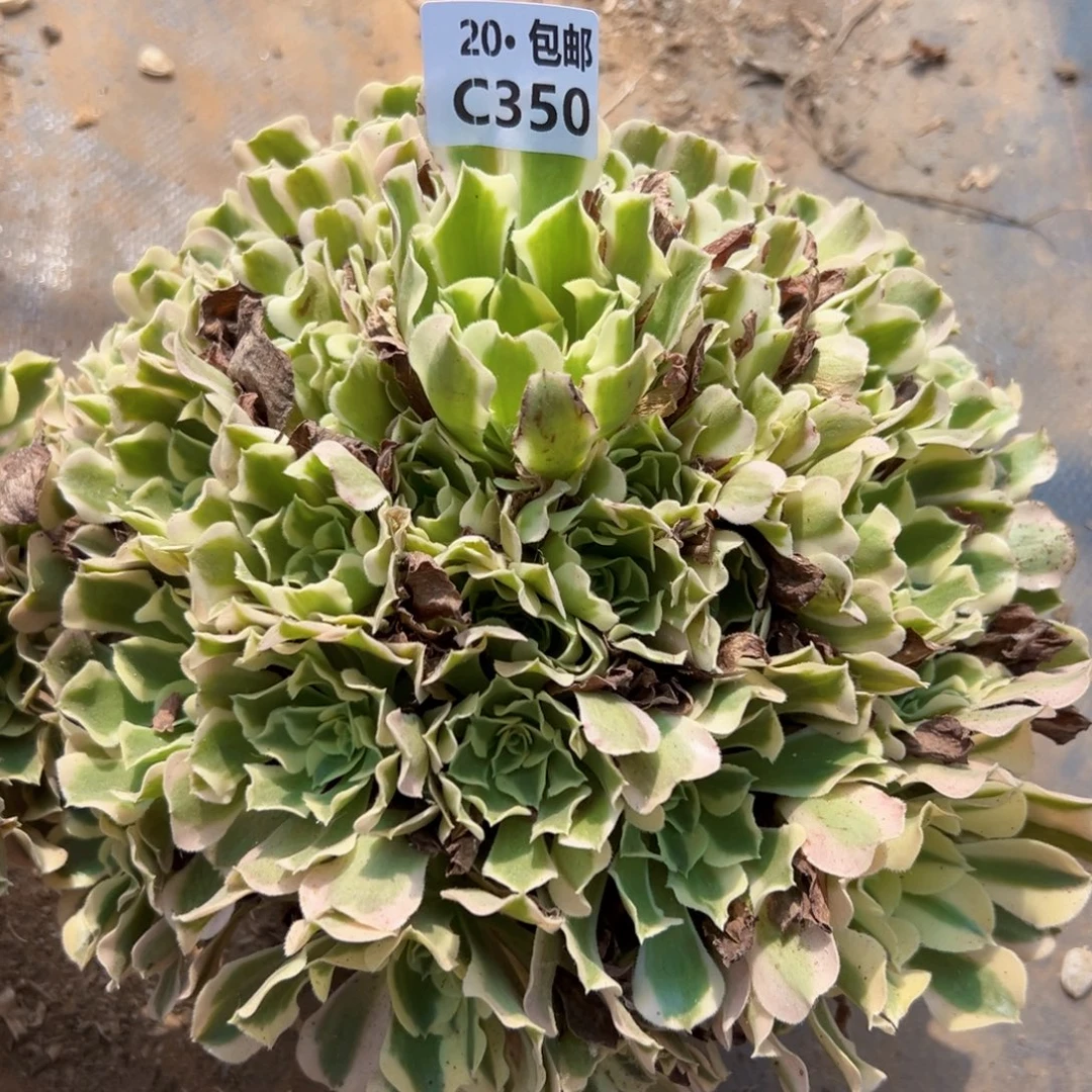 350白凤，多肉法师