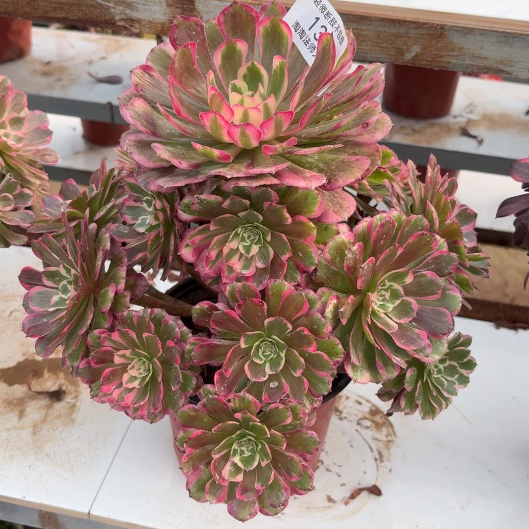 130霁月多肉植物法师