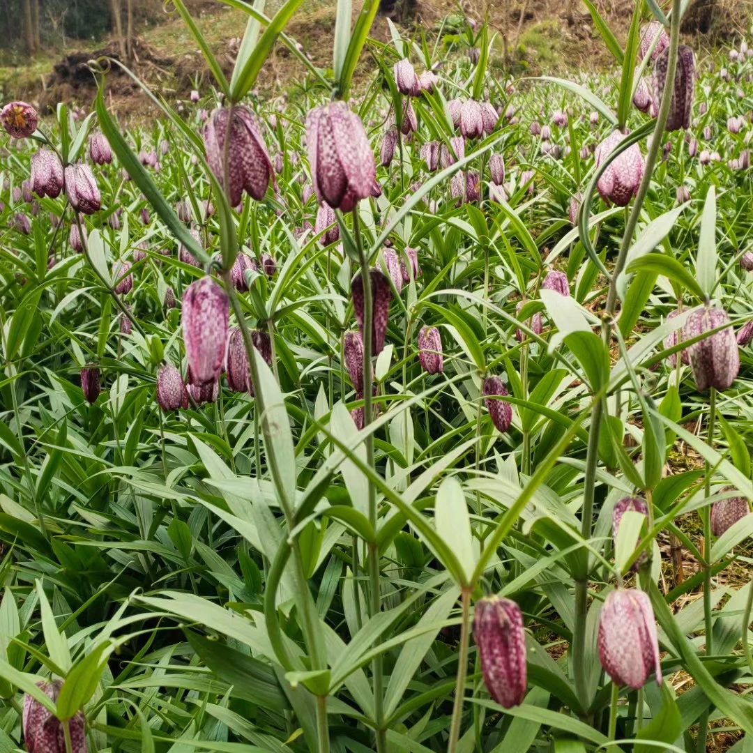 重庆直销自家种植贝母种球 贝母种苗 花格贝母现挖发货易成活