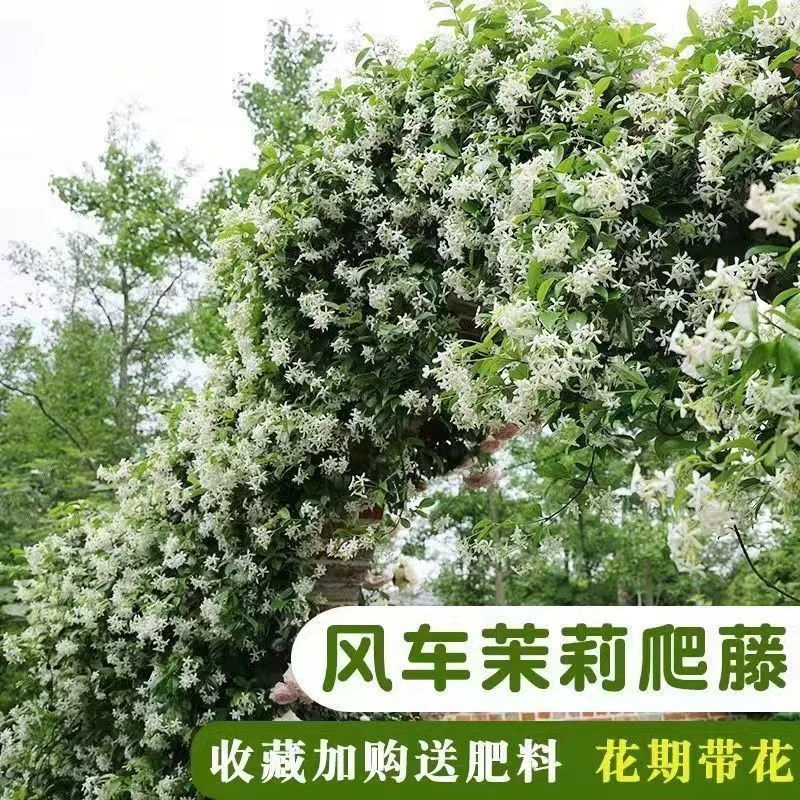 风车茉莉栽种盆栽懒人好养围墙大苗室内外耐寒长藤四季庭院攀藤蔓