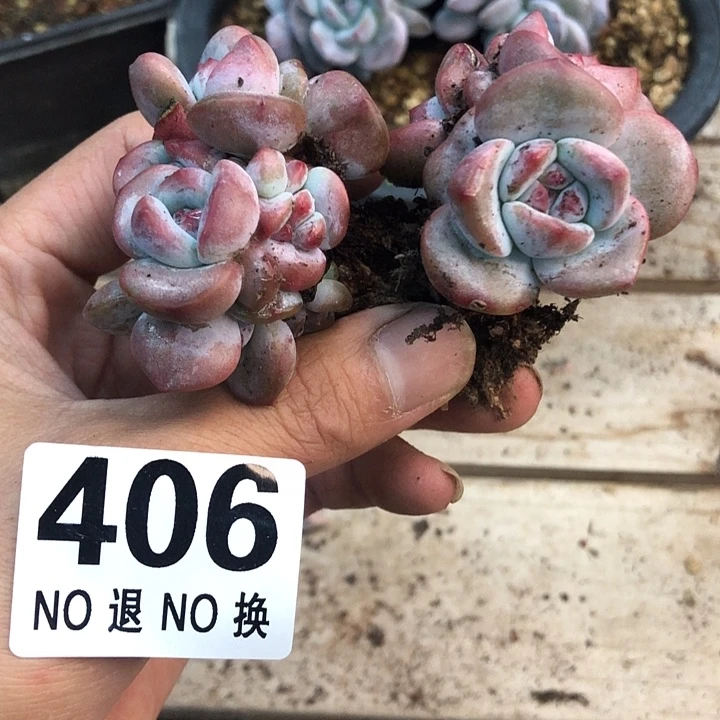 星影石榴籽福利出咯 406