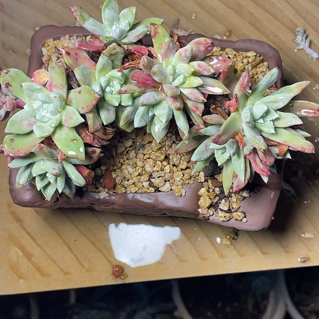 【闪购商品】带盆苹果叶