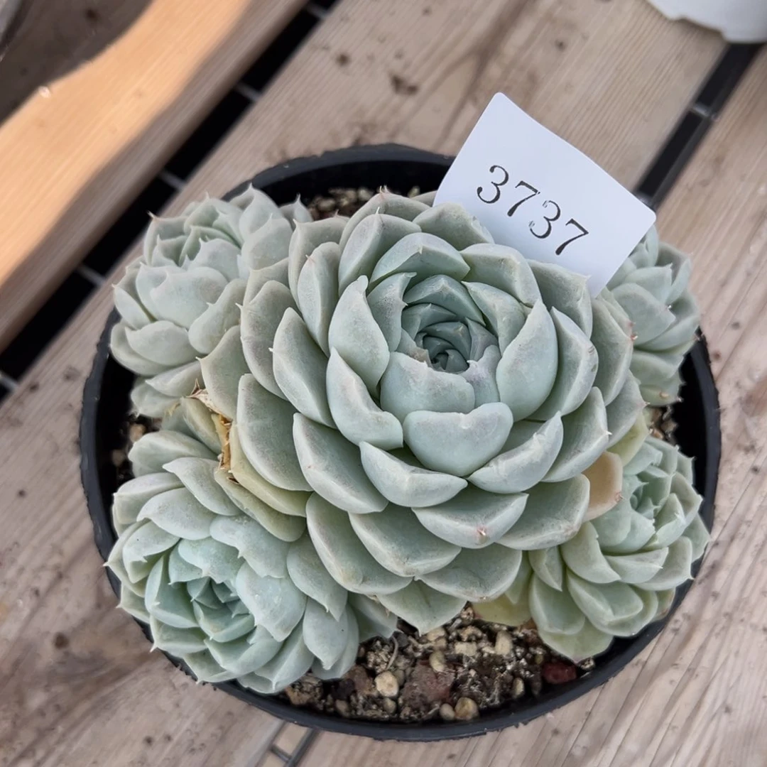 六*半3737多肉多多多多