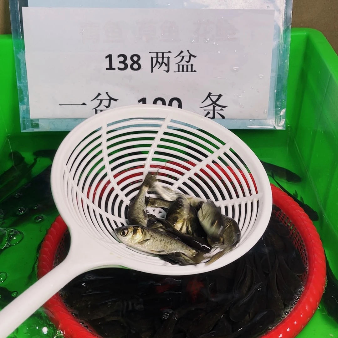 海水鱼花鲢胖头鱼6-9厘米200条