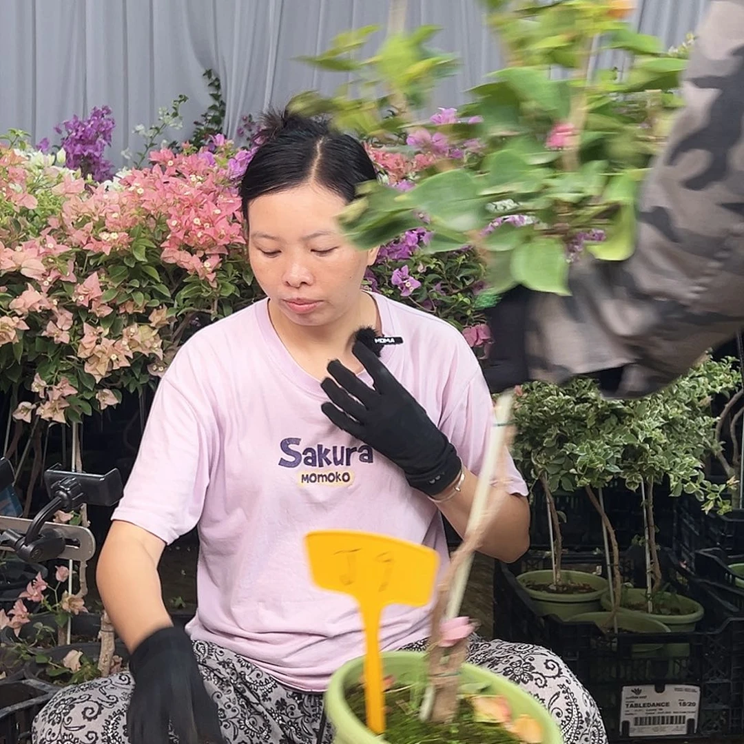机***电大部分花苞少量开放J9金色光辉