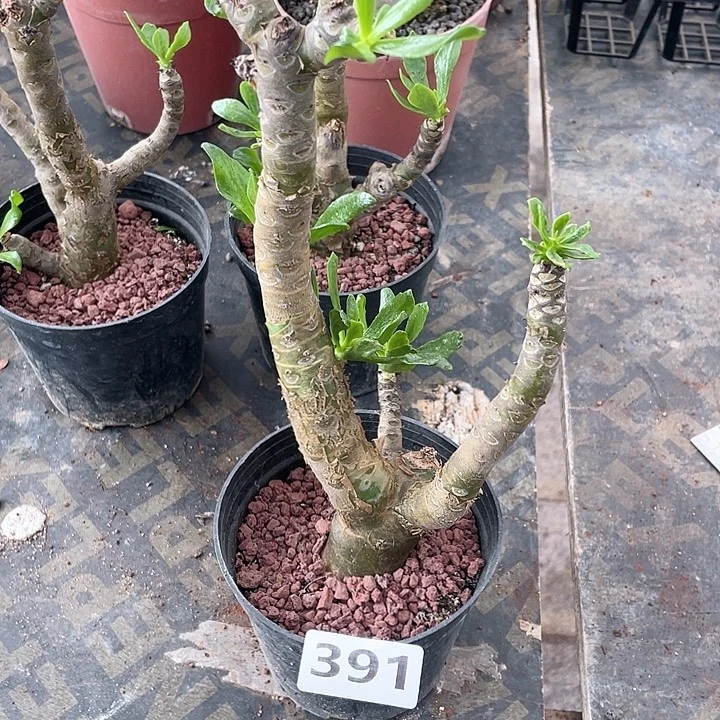 391阿房宫块根植物