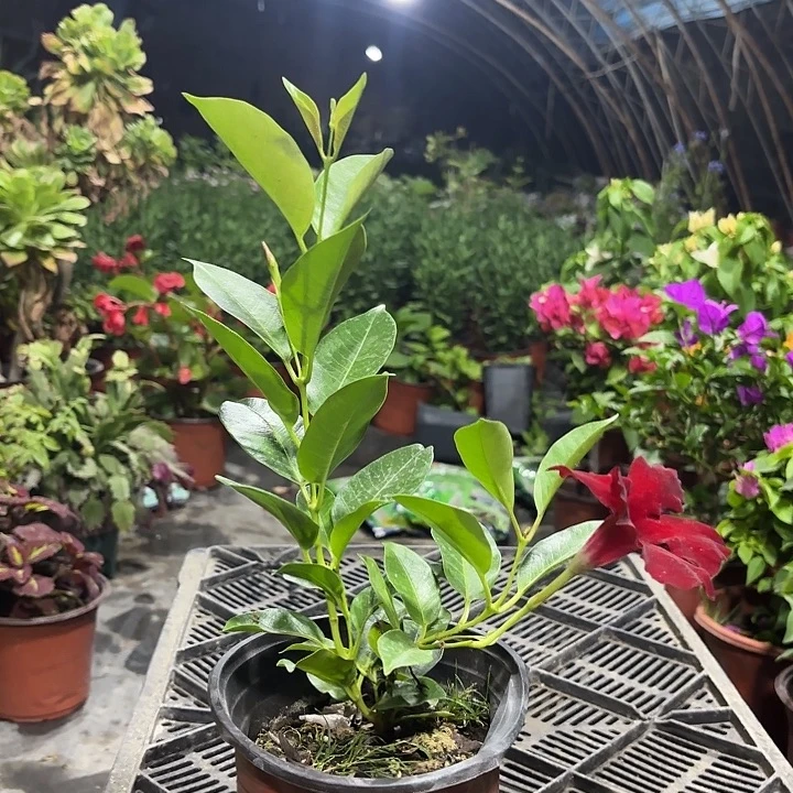 红的飘香腾新疆包邮