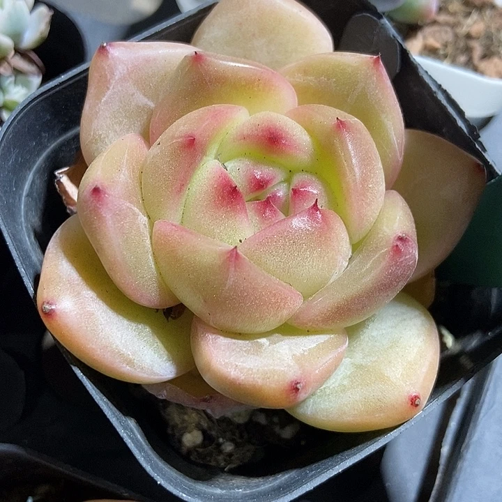 多肉植物夏洛特1517